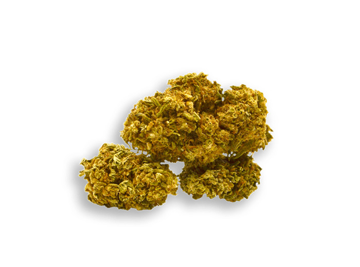 Orange Bud