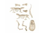 Archéo Ludic Vélociraptor