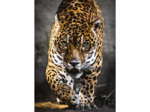 High quality 1000 pièces - Walk of the Jaguar