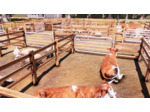 Real Farm - Occasion