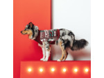 Pull pour chien Noël - Rouge