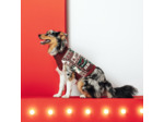 Pull pour chien Noël - Rouge