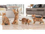 BENGAL 4 EN 1 BRUN BLOC DE CONSTRUCTION JEKCA