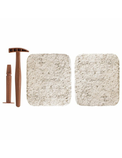 ARCHEO LUDIC TREX ET TRICERATOPS